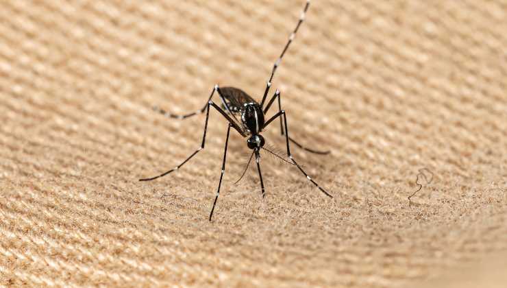 Zanzare vettori della febbre Dengue
